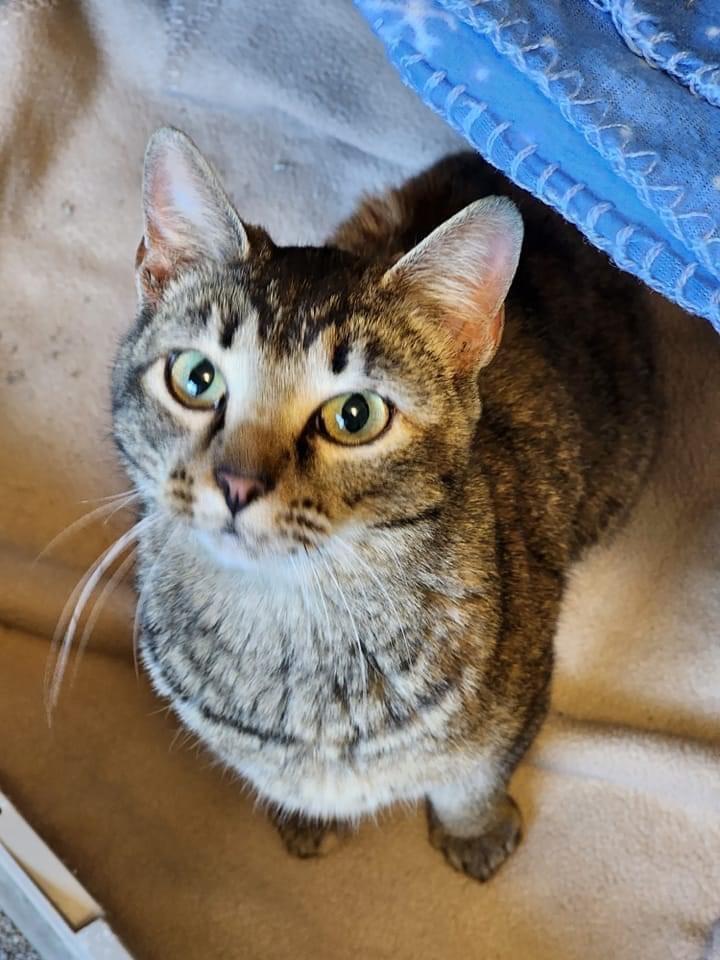 Enlarge Autumn, a Adoptable mixed breed in Ballwin, MO image 4/6