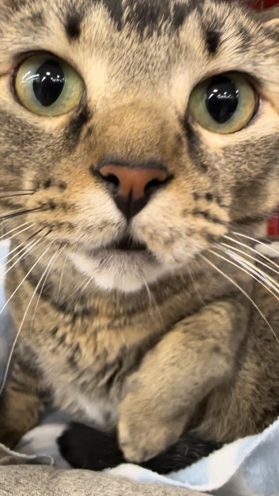 Enlarge Autumn, a Adoptable mixed breed in Ballwin, MO image 5/6