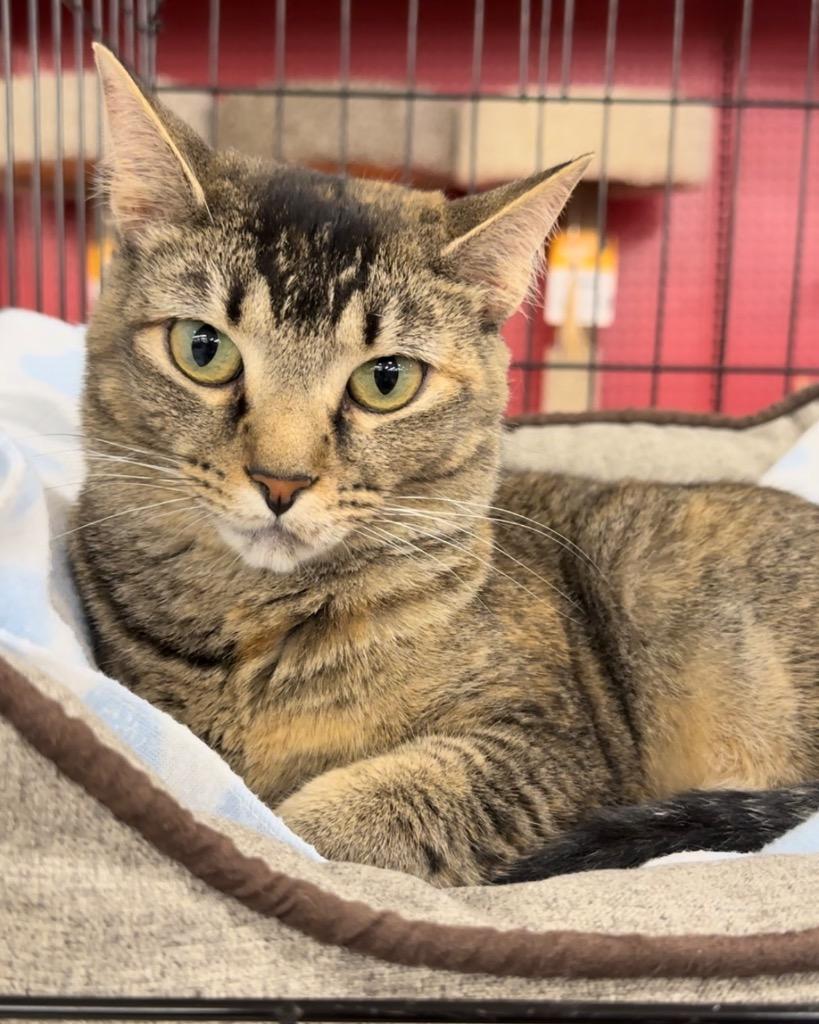 Enlarge Autumn, a Adoptable mixed breed in Ballwin, MO image 6/6