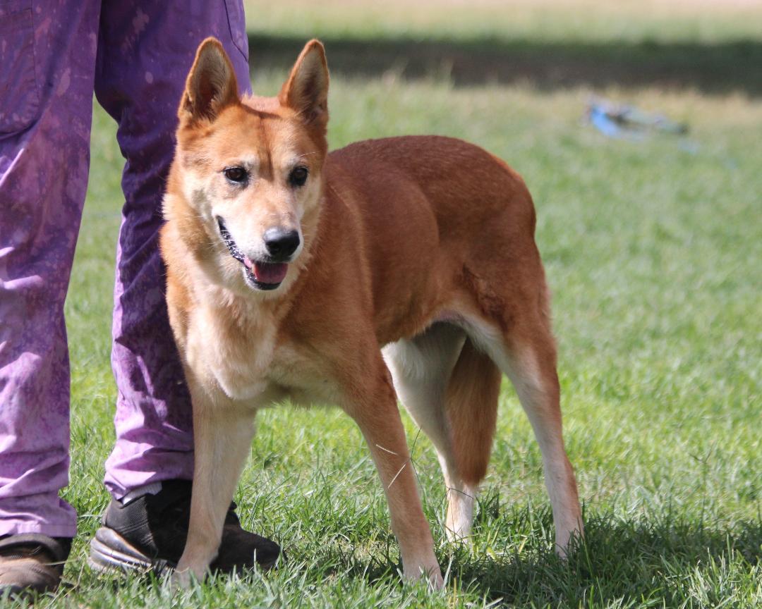 REDFORD, Adopted, Adult Female Shepherd.