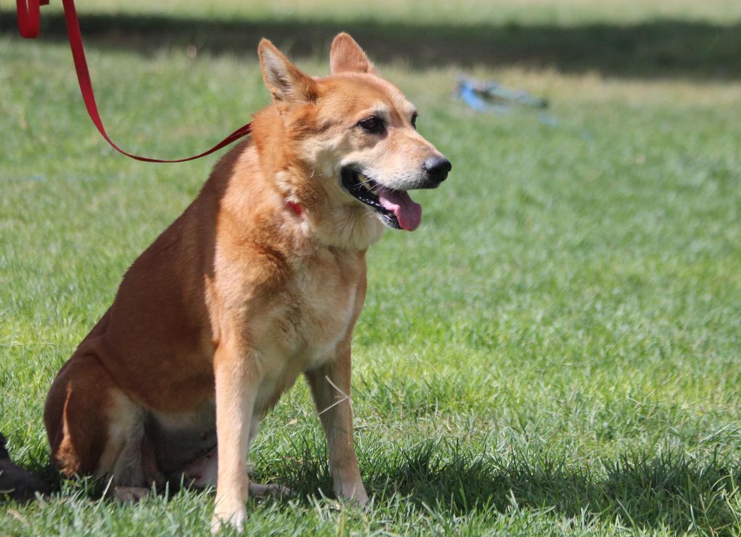 Enlarge REDFORD, a Adopted mixed breed in Pearce, AZ image 3/6