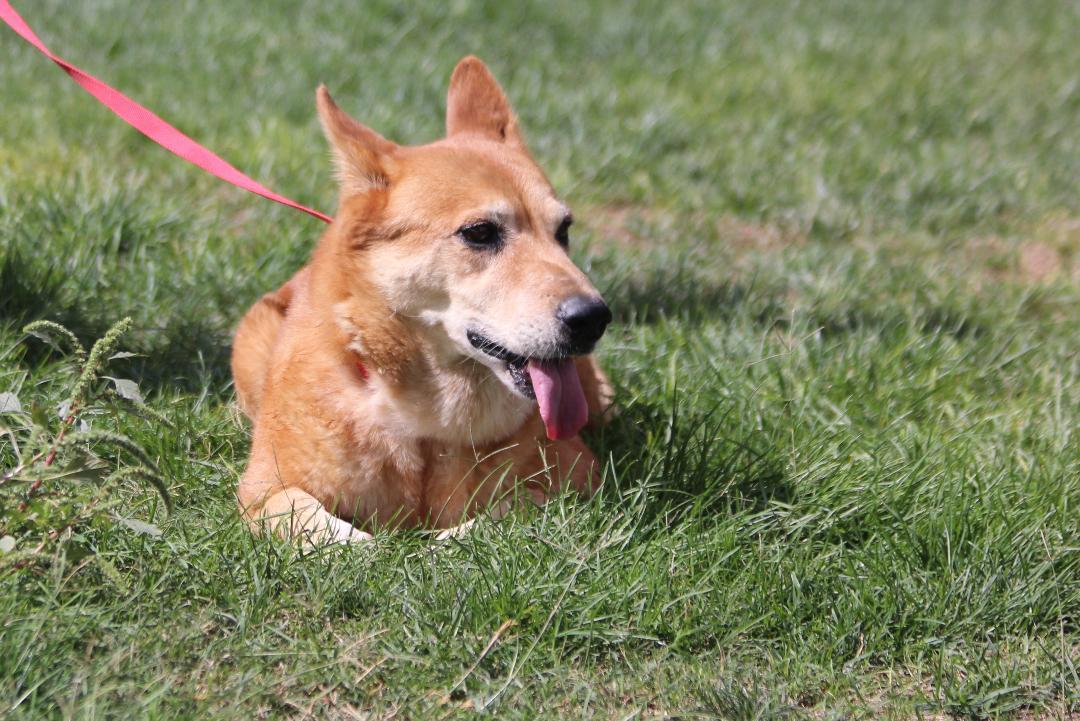 Enlarge REDFORD, a Adopted mixed breed in Pearce, AZ image 4/6