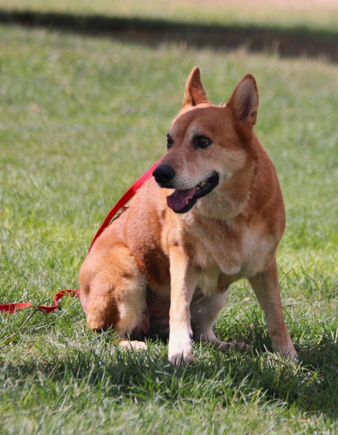 Enlarge REDFORD, a Adopted mixed breed in Pearce, AZ image 6/6