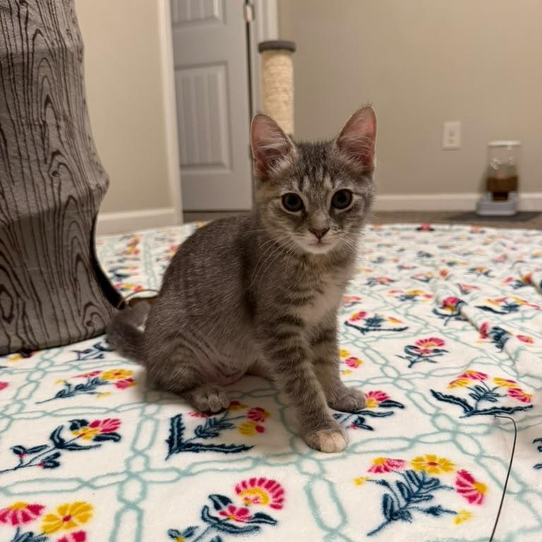 Enlarge Cinnamon Toast Crunch, a Adopted Domestic Short Hair in Acworth, GA image 4/5