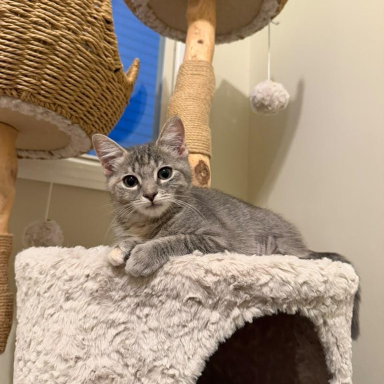Enlarge Cinnamon Toast Crunch, a Adopted Domestic Short Hair in Acworth, GA image 3/5