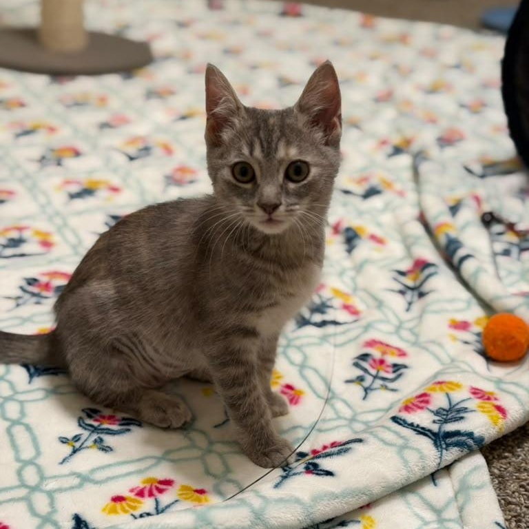 Enlarge Cinnamon Toast Crunch, a Adopted Domestic Short Hair in Acworth, GA image 5/5