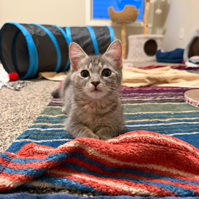 Enlarge Cinnamon Toast Crunch, a Adopted Domestic Short Hair in Acworth, GA image 2/5