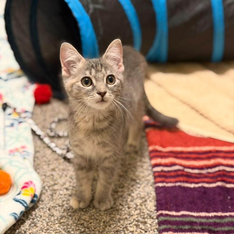 Enlarge Cinnamon Toast Crunch, a Adopted Domestic Short Hair in Acworth, GA image 1/5