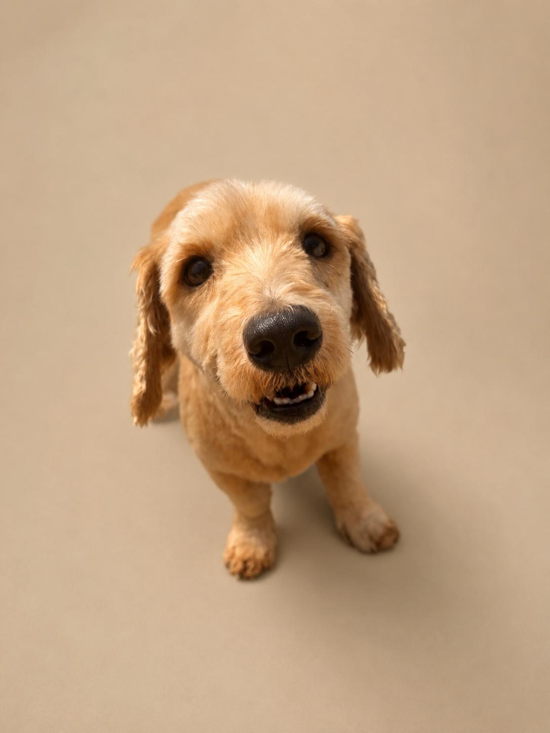 Mustard, Adoptable, Adult Male Miniature Poodle.