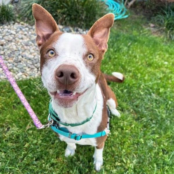 Enlarge Skipper, a Adoptable mixed breed in Walnut Creek, CA image 1/2