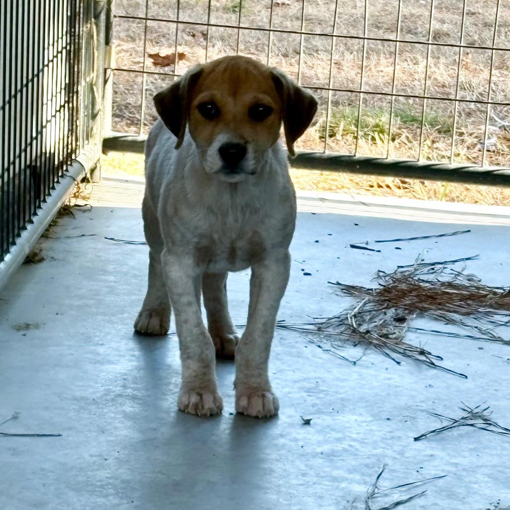 Waffles, Adoptable, Puppy Male Mixed Breed.