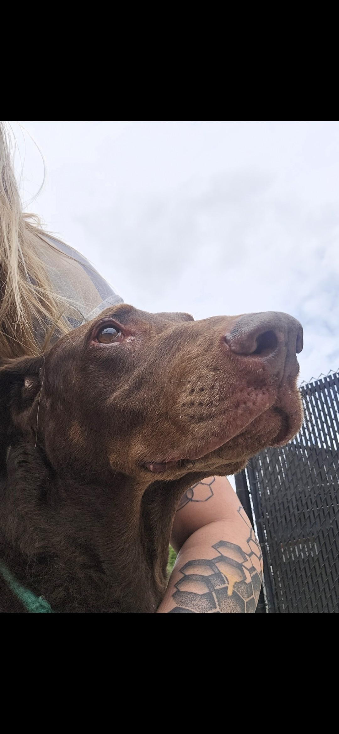 Enlarge Elton, a Adoptable Doberman Pinscher in Joliet, IL image 2/2