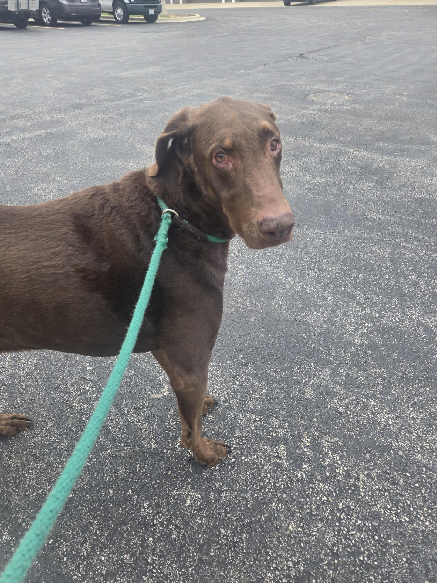 Elton, Adoptable, Senior Male Doberman Pinscher.
