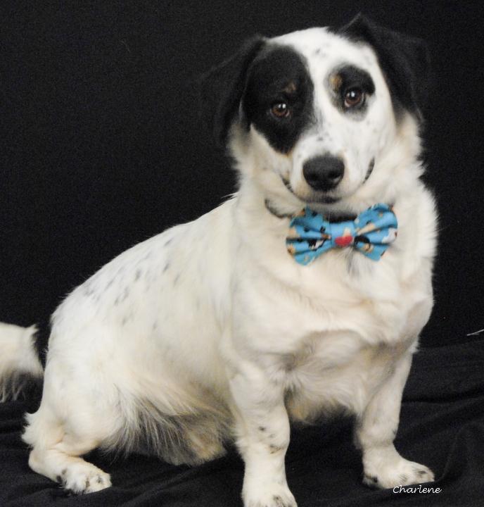 Samson, Adopted, Adult Male Australian Shepherd & Corgi.