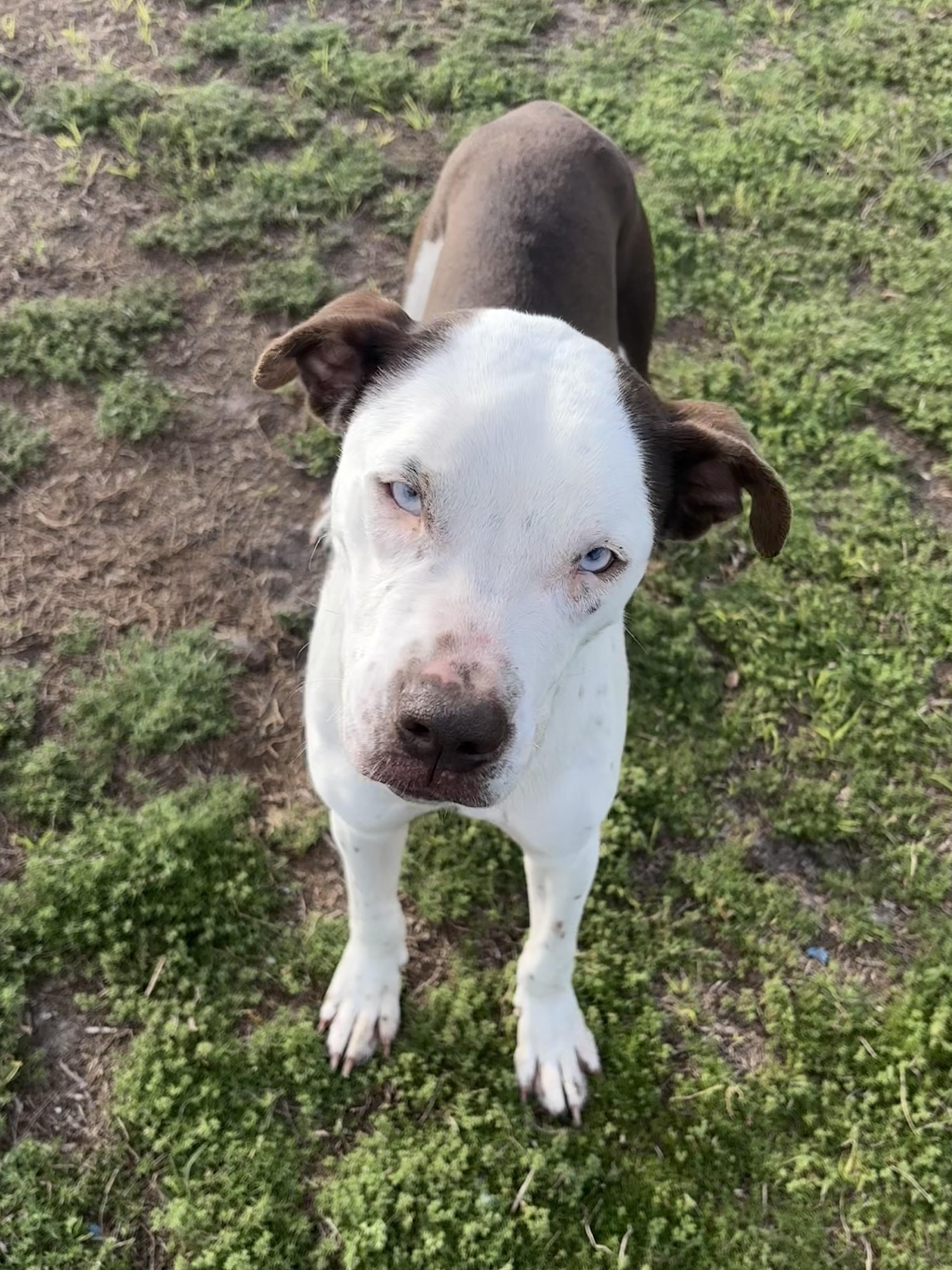 Asparagus, adoptable, Puppy Female Husky & Doberman Pinscher.