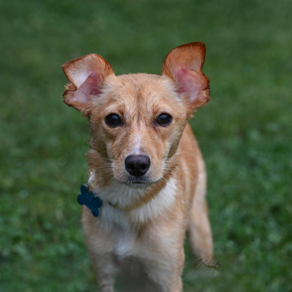 Stella, Adoptable, Young Female Yellow Labrador Retriever & Mixed Breed.