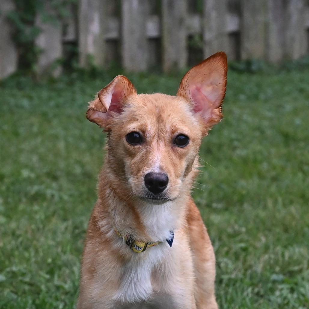 Enlarge Stella, a Adoptable mixed breed in Arlington Heights, IL image 2/3