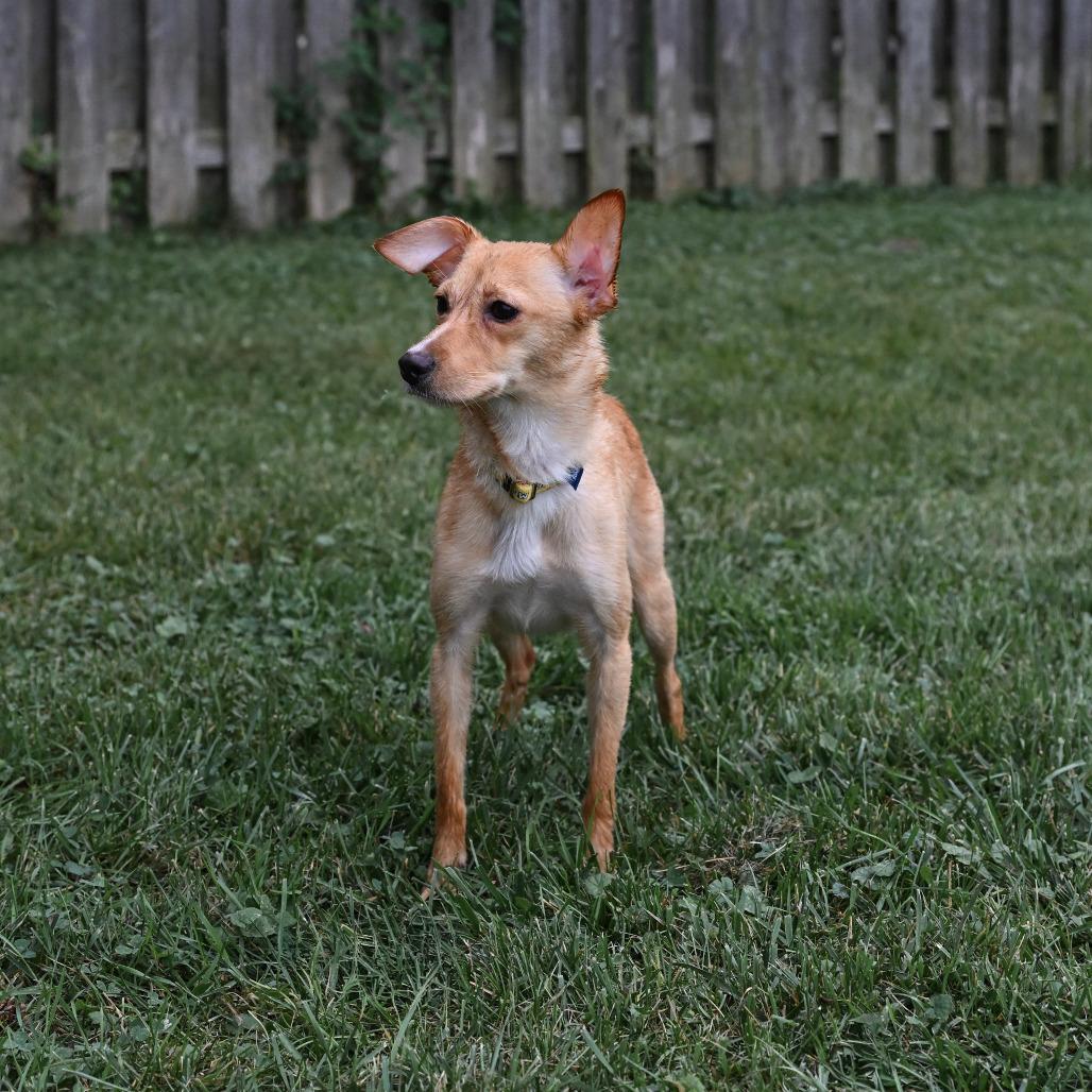 Enlarge Stella, a Adoptable mixed breed in Arlington Heights, IL image 3/3