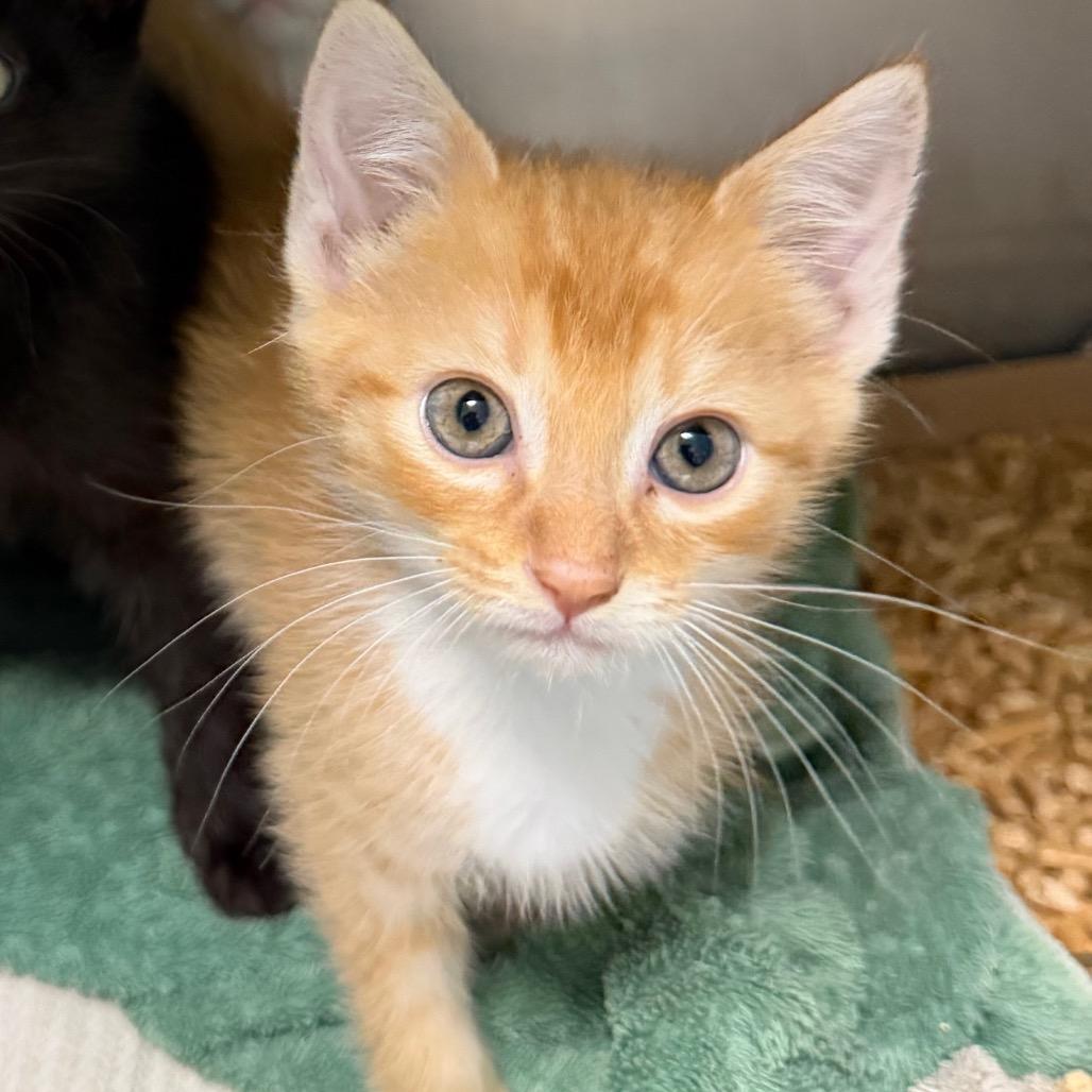 Enlarge Joshua Tree, a Adoptable Domestic Short Hair in San Francisco, CA image 1/1