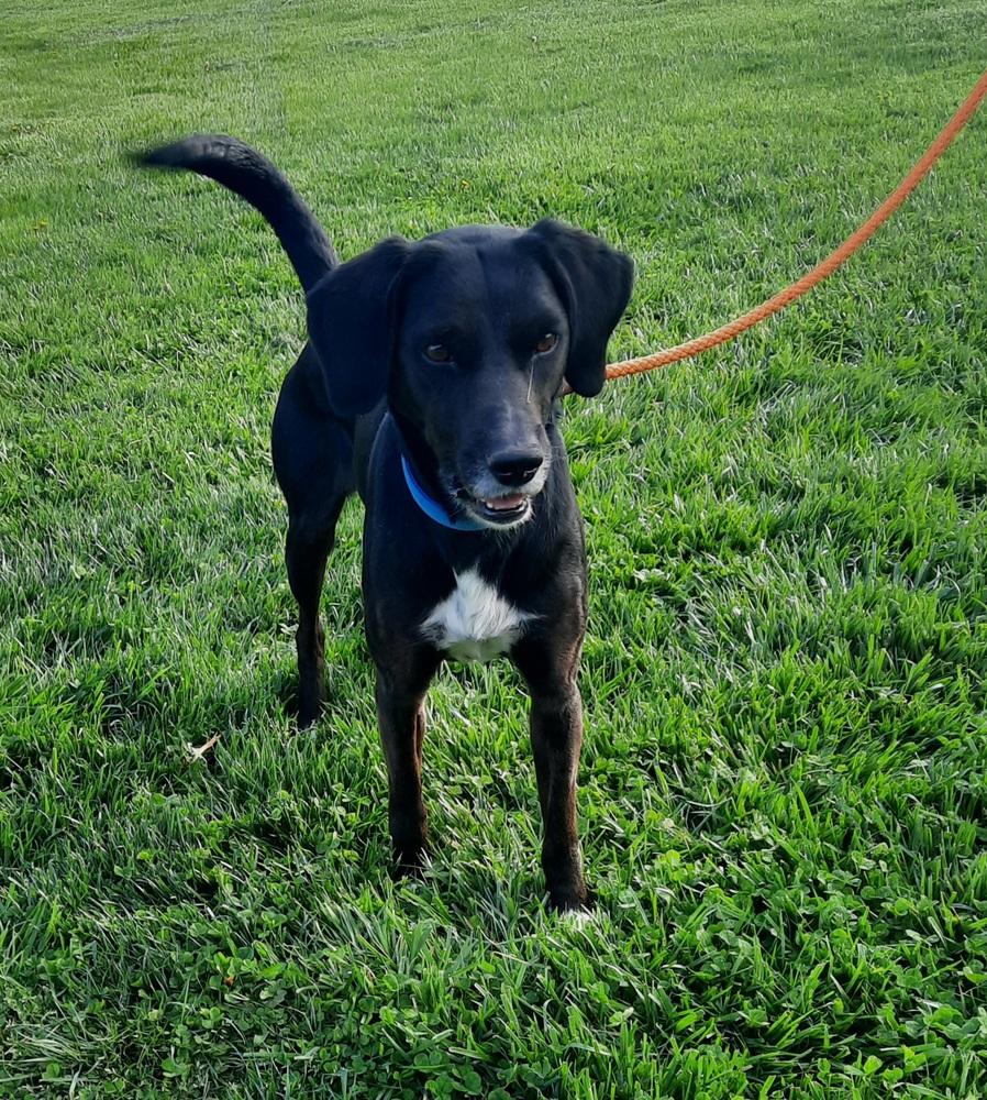 Merlin, Adopted, Adult Male Labrador Retriever.