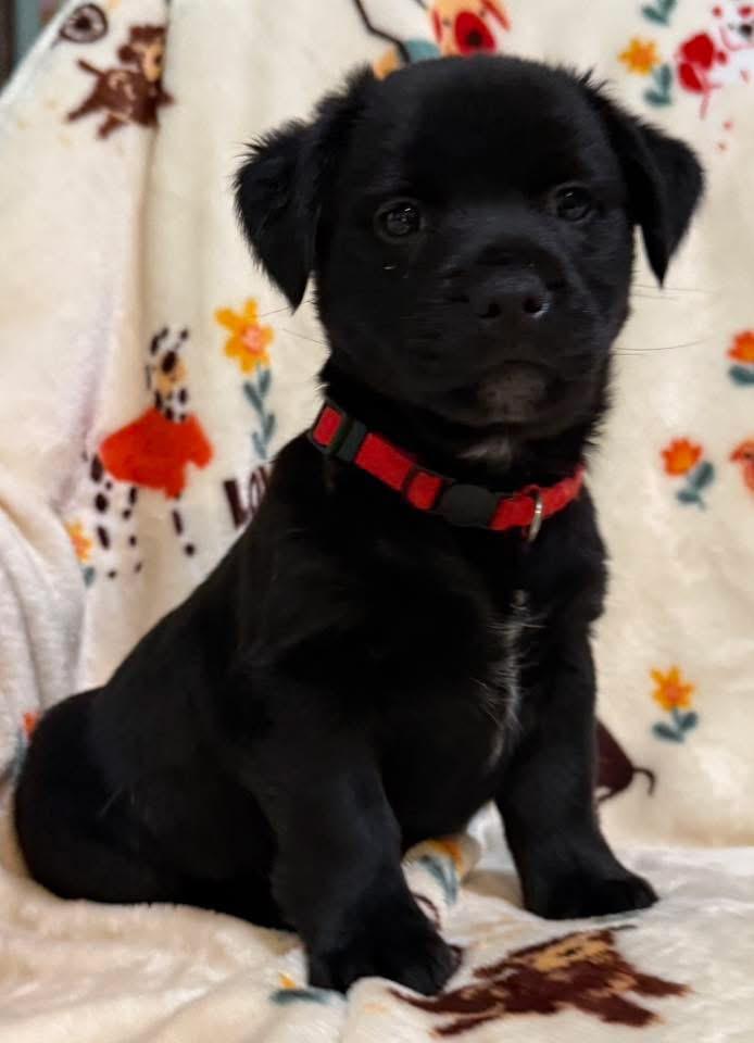 Amore, an adopted mixed breed in Walker, LA image 1/2