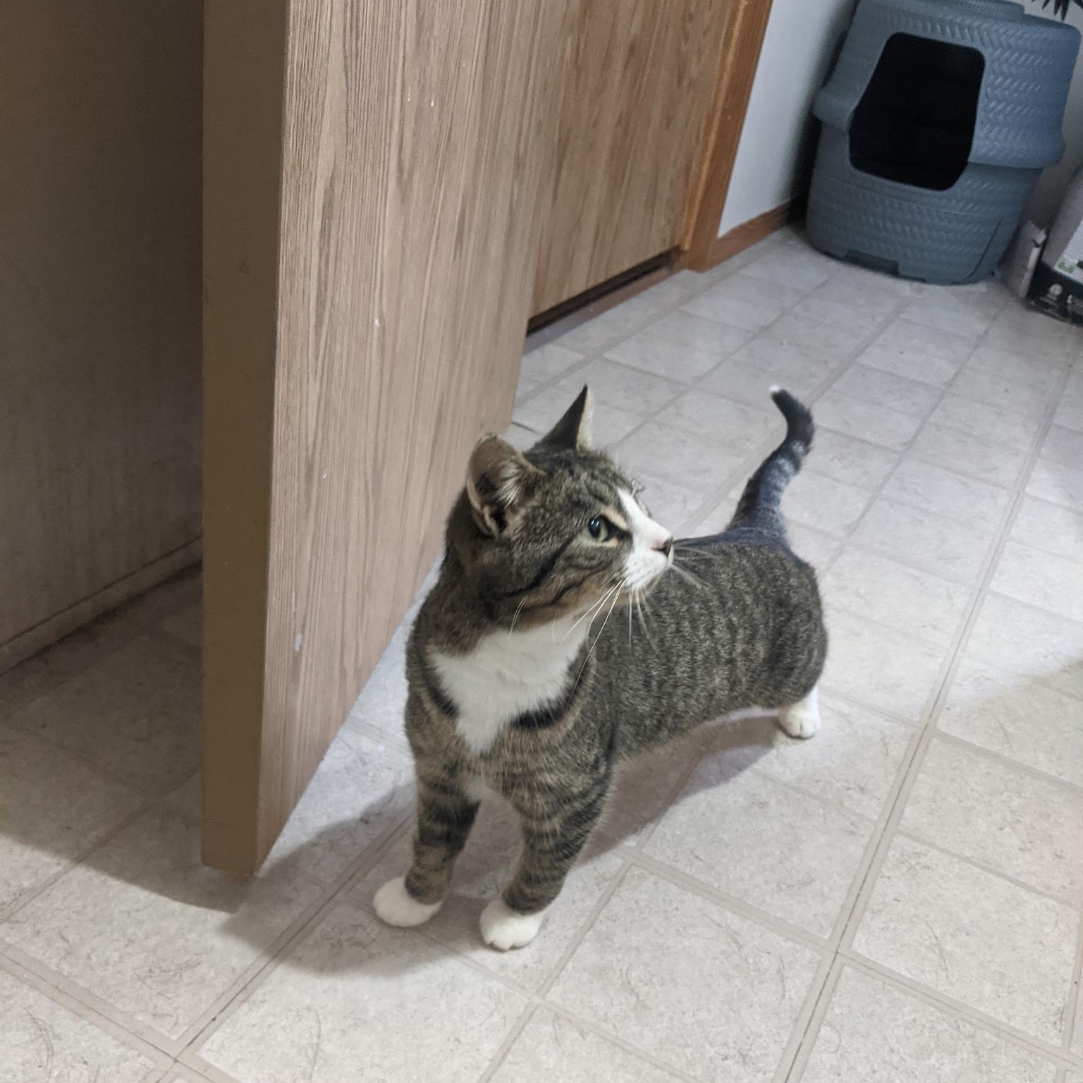 Figgy Pudding, a ADOPTABLE Domestic Short Hair in Morden, MB image 3/4