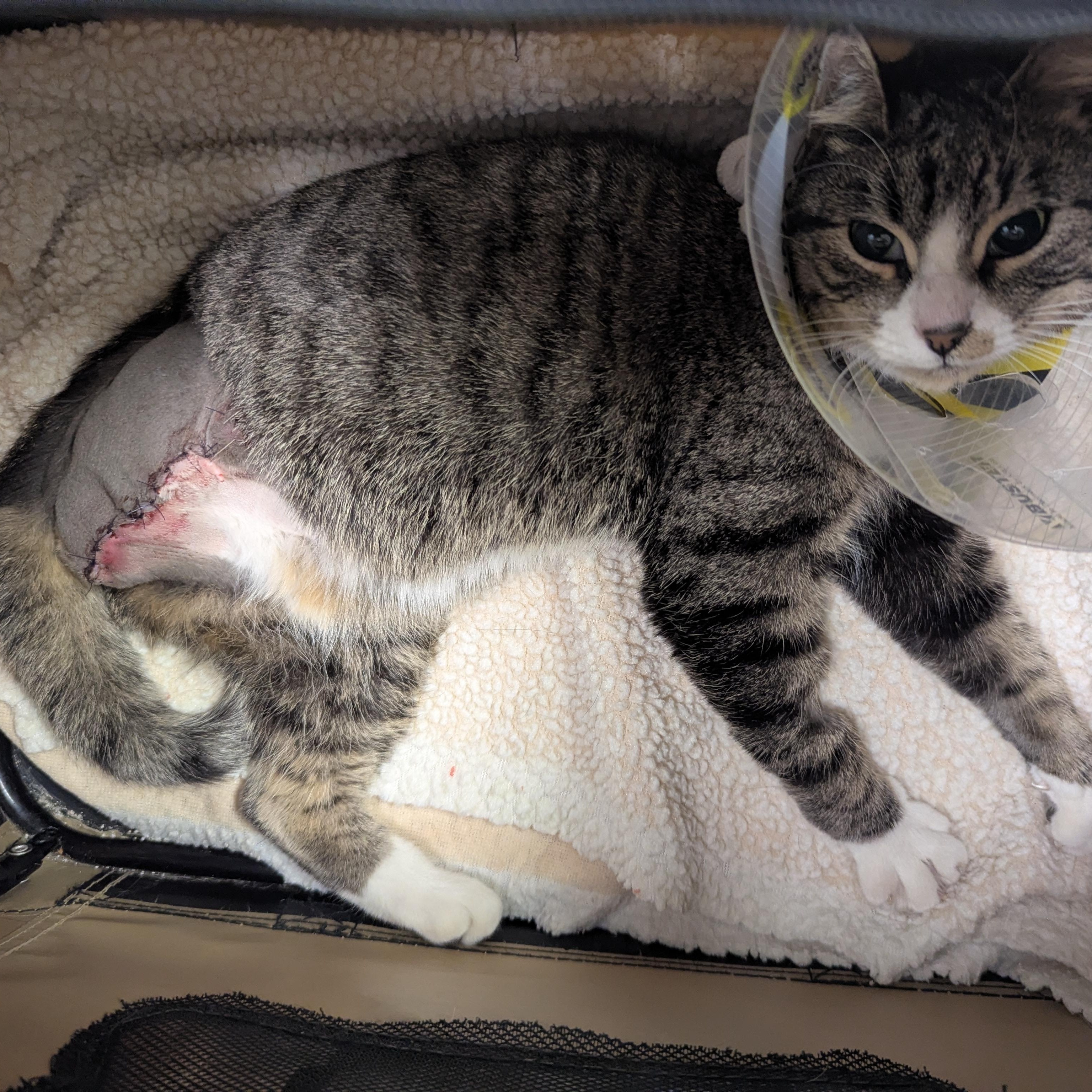 Figgy Pudding, a ADOPTABLE Domestic Short Hair in Morden, MB image 2/4