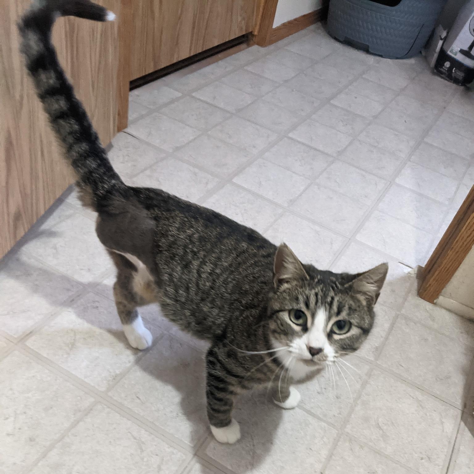 Figgy Pudding, ADOPTABLE, Adult Female Domestic Short Hair.