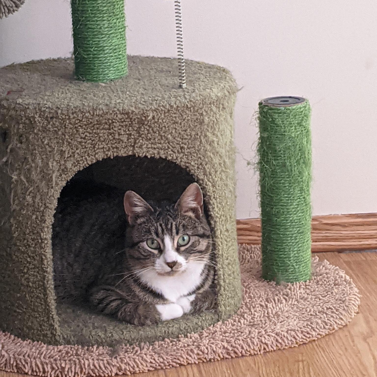 Figgy Pudding, a ADOPTABLE Domestic Short Hair in Morden, MB image 4/4