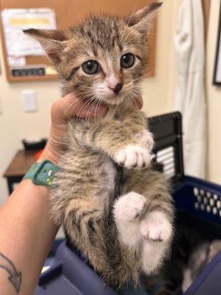 Bang, an adopted Domestic Short Hair in Charleston, SC_image-1