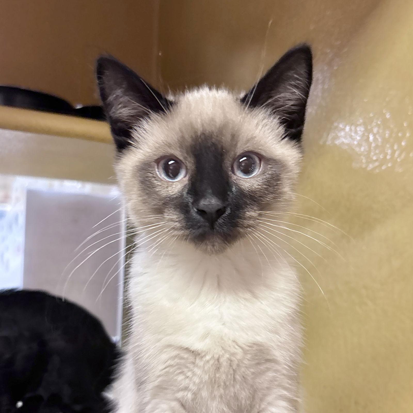 Enlarge Max, a Adopted Siamese in Sonora, CA image 1/1