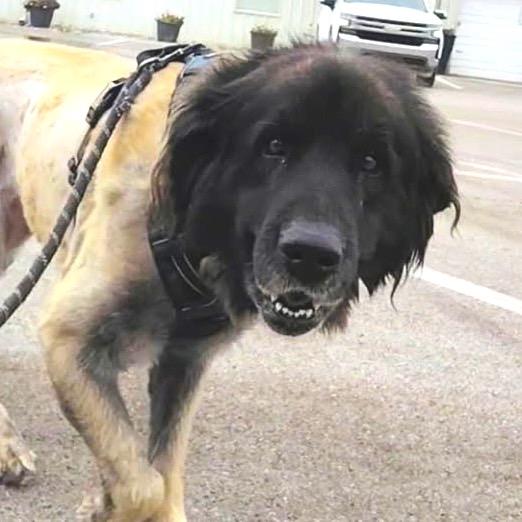 Scarlet, Adoptable, Adult Female Leonberger.