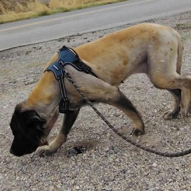 Enlarge Scarlet, a Adoptable Leonberger in Idaho Falls, ID image 2/2