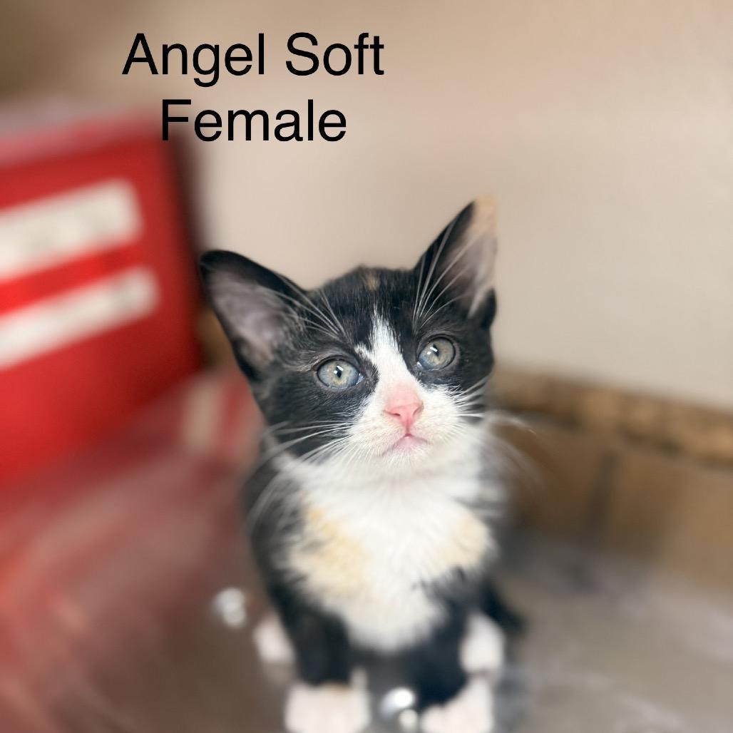 Cottonelle, Adoptable, Kitten Female American Shorthair.