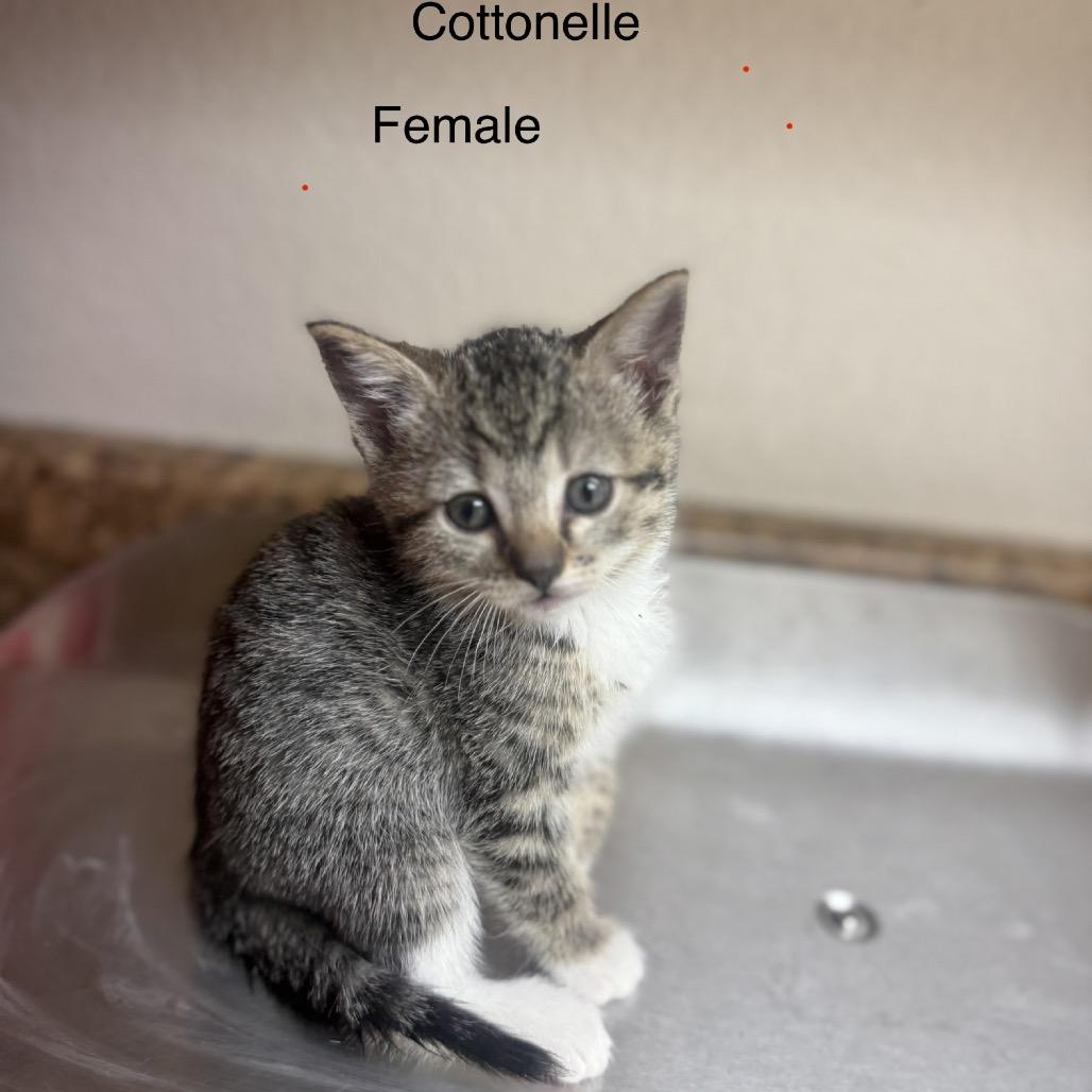 Enlarge Cottonelle, a Adoptable American Shorthair in Collinsville , OK image 2/6
