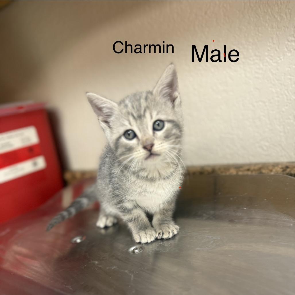 Enlarge Cottonelle, a Adoptable American Shorthair in Collinsville , OK image 4/6