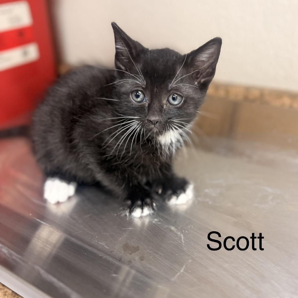 Enlarge Cottonelle, a Adoptable American Shorthair in Collinsville , OK image 6/6
