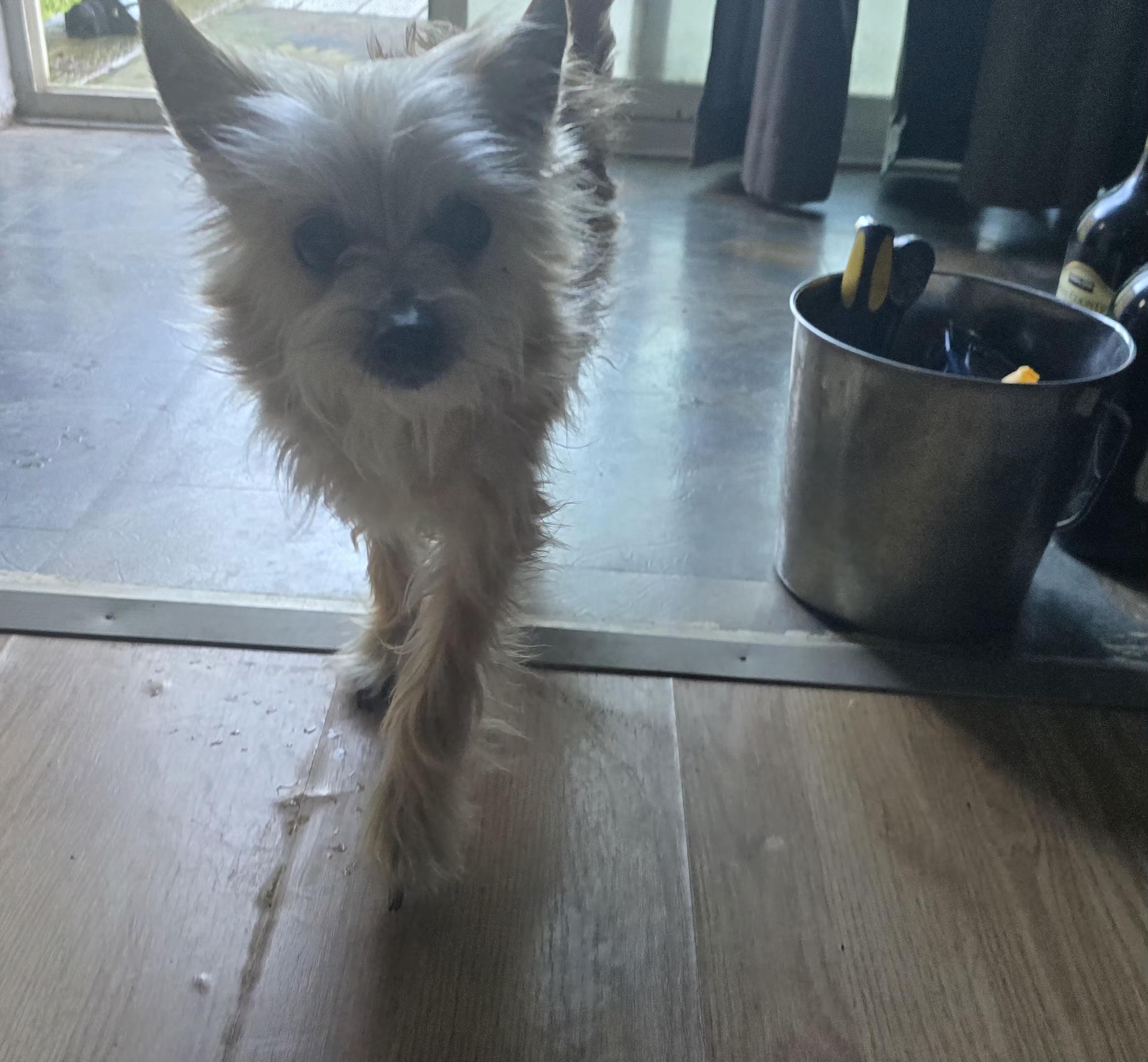 Willy, a ADOPTABLE mixed breed in Winlock, WA image 3/4