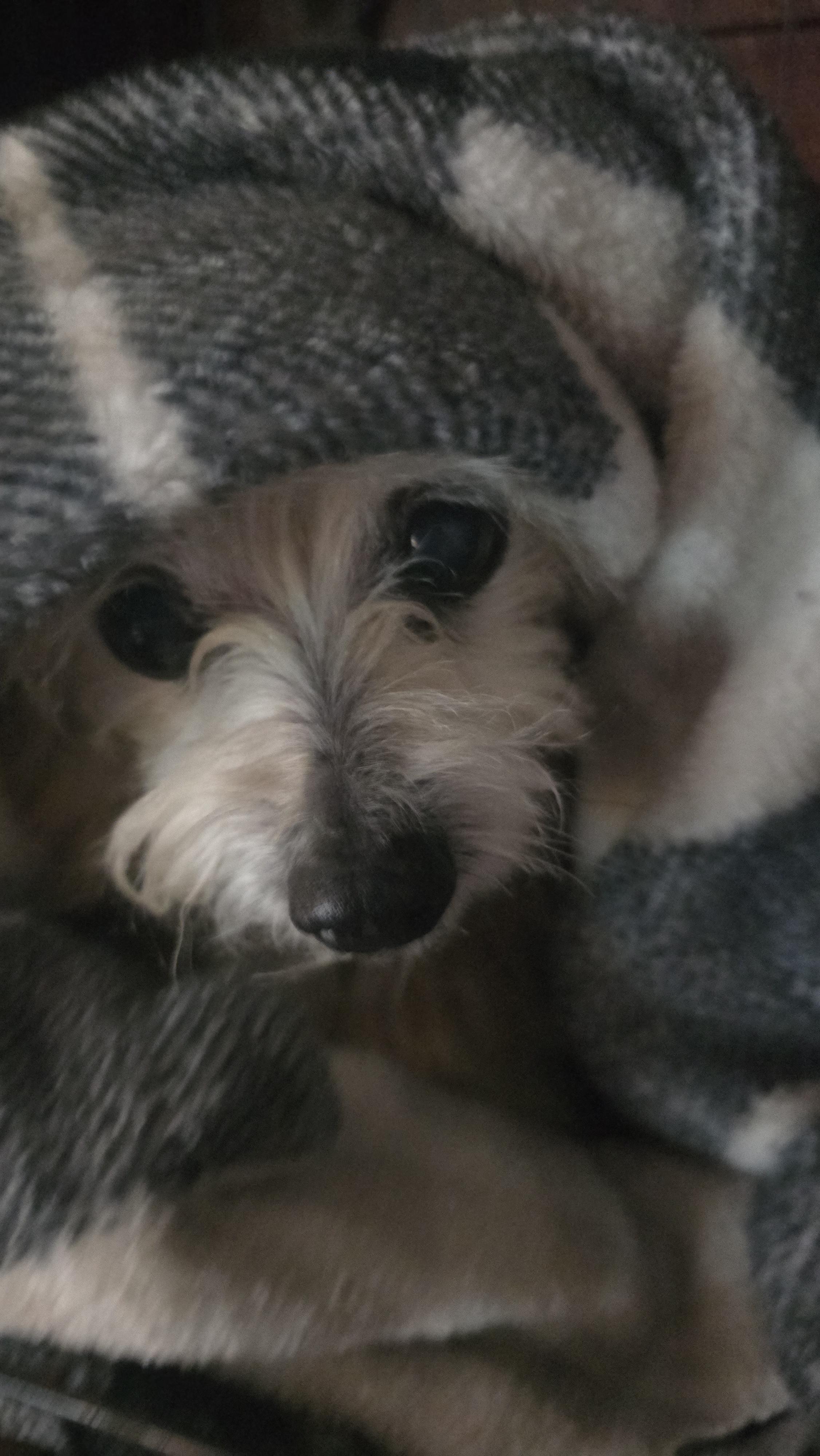 Willy, a ADOPTABLE mixed breed in Winlock, WA image 4/4