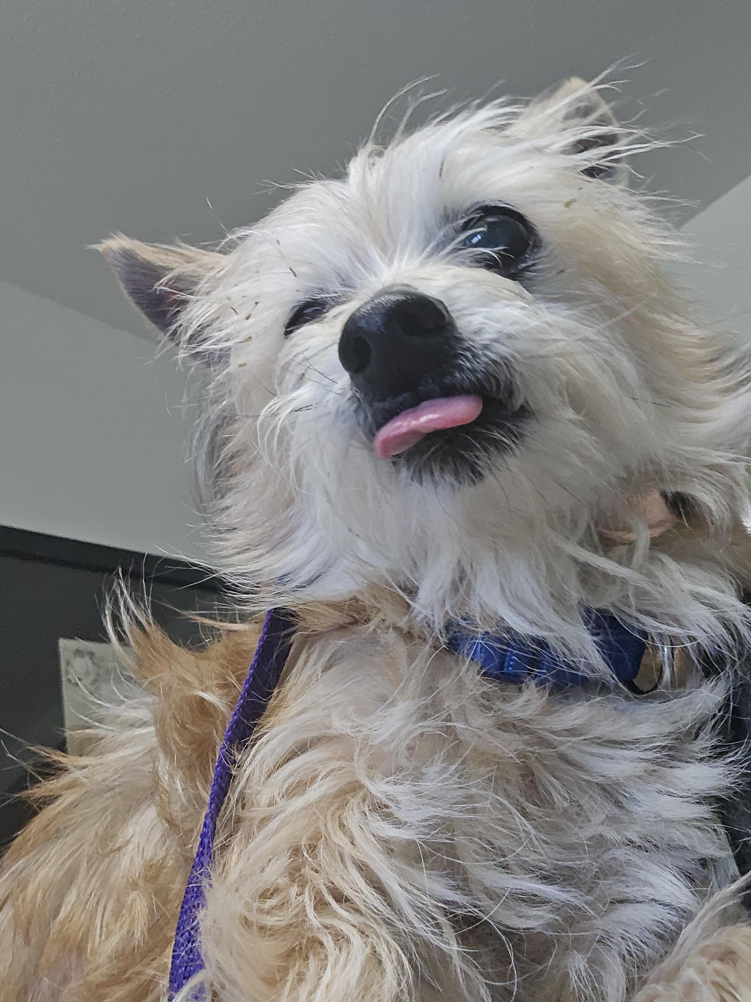 Willy, a ADOPTABLE mixed breed in Winlock, WA image 1/4