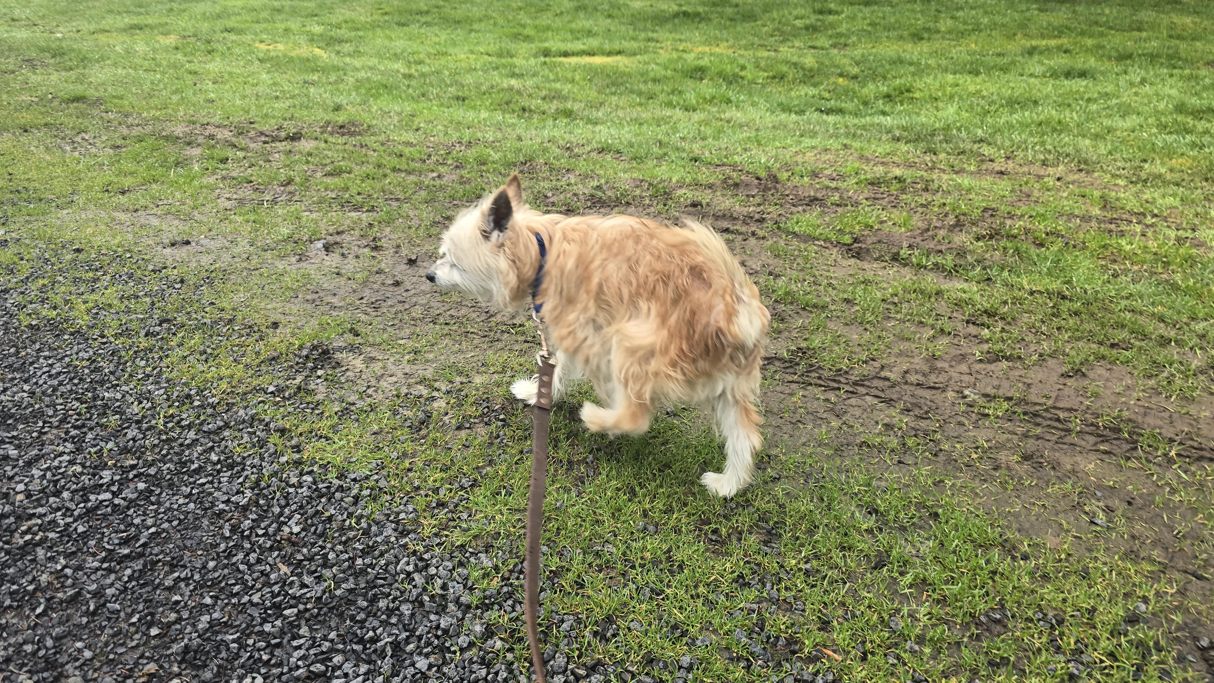 Willy, a ADOPTABLE mixed breed in Winlock, WA image 2/4