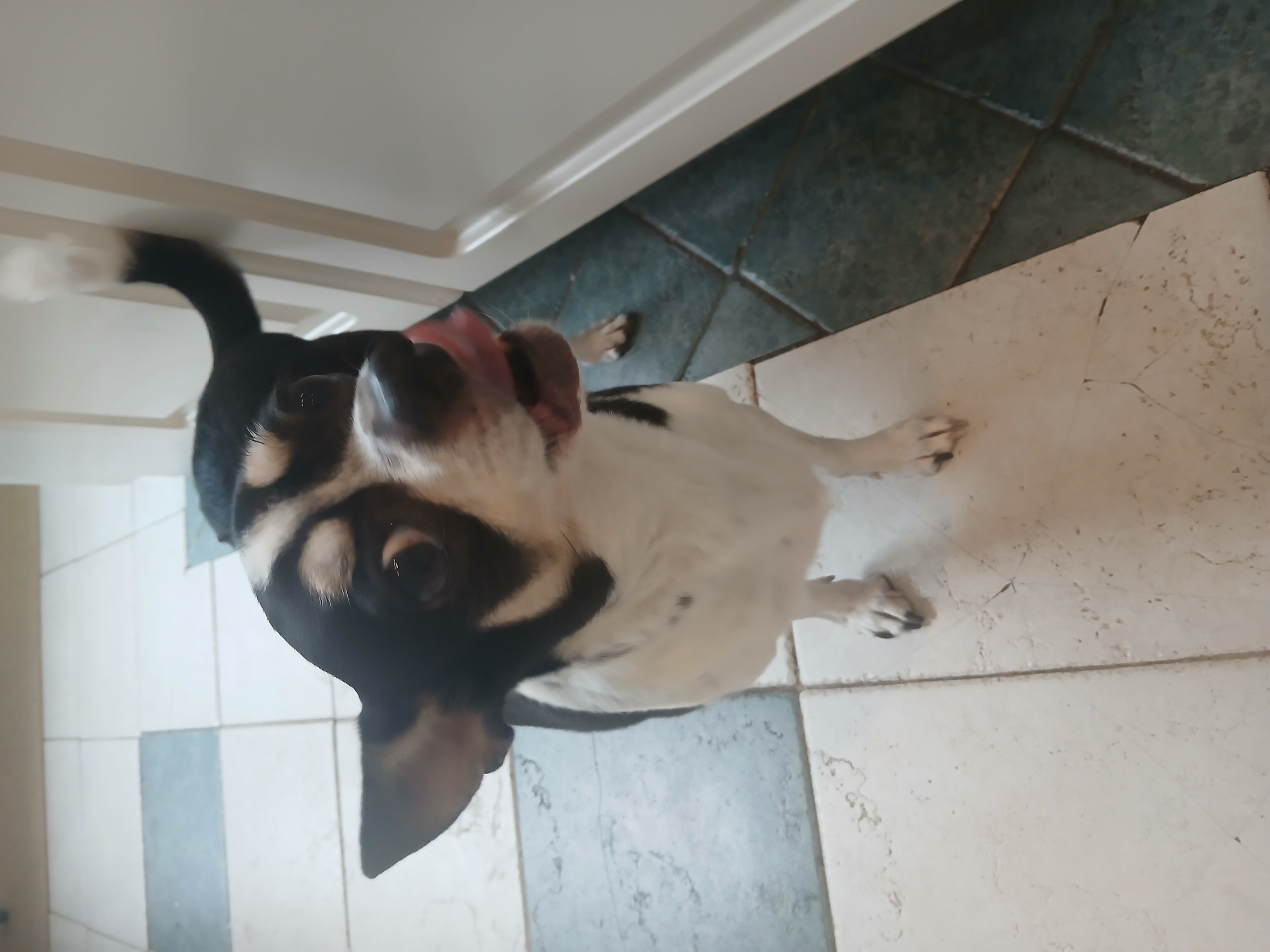 Enlarge Johnny, a Adoptable mixed breed in Haymarket, VA image 3/6