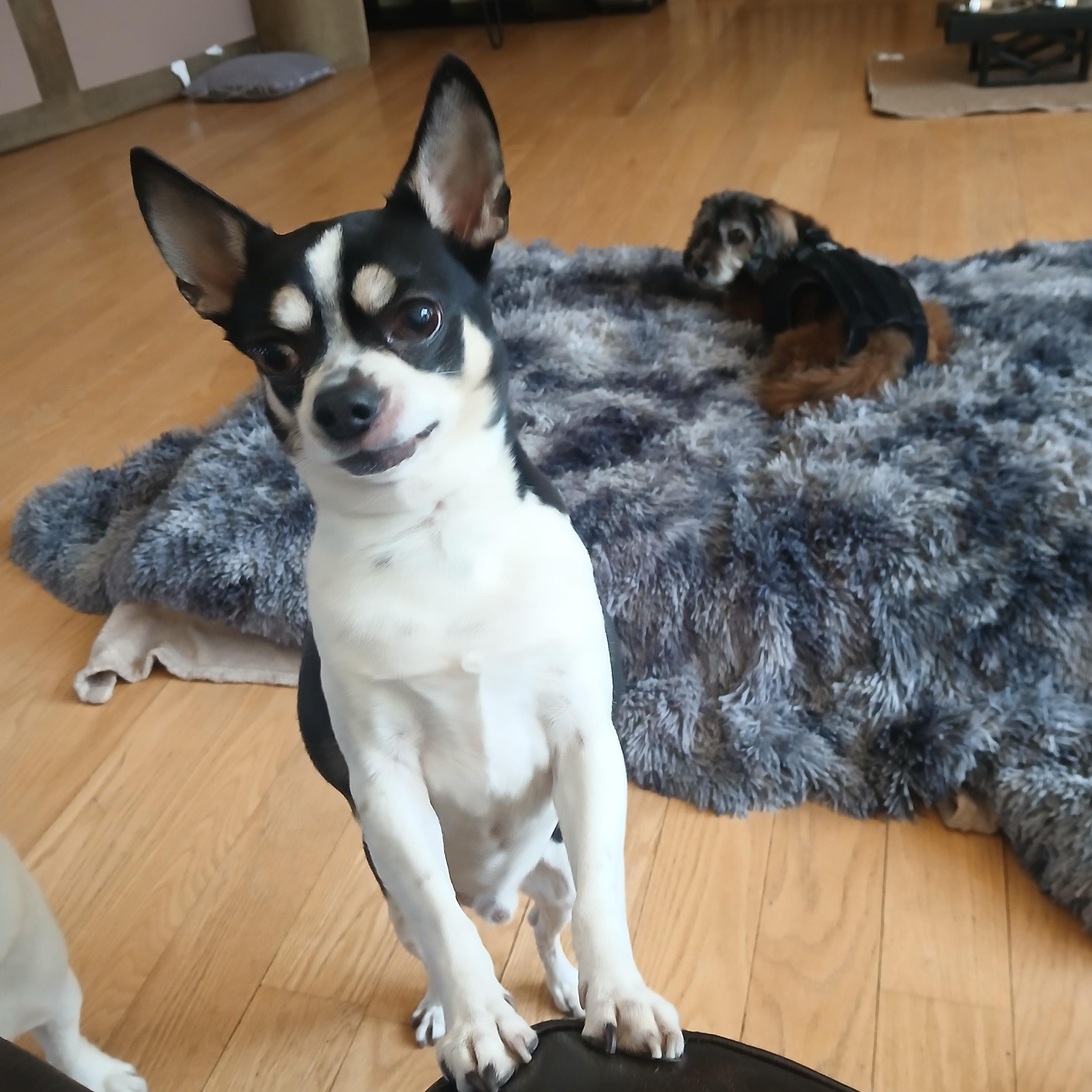 Enlarge Johnny, a Adoptable mixed breed in Haymarket, VA image 4/6