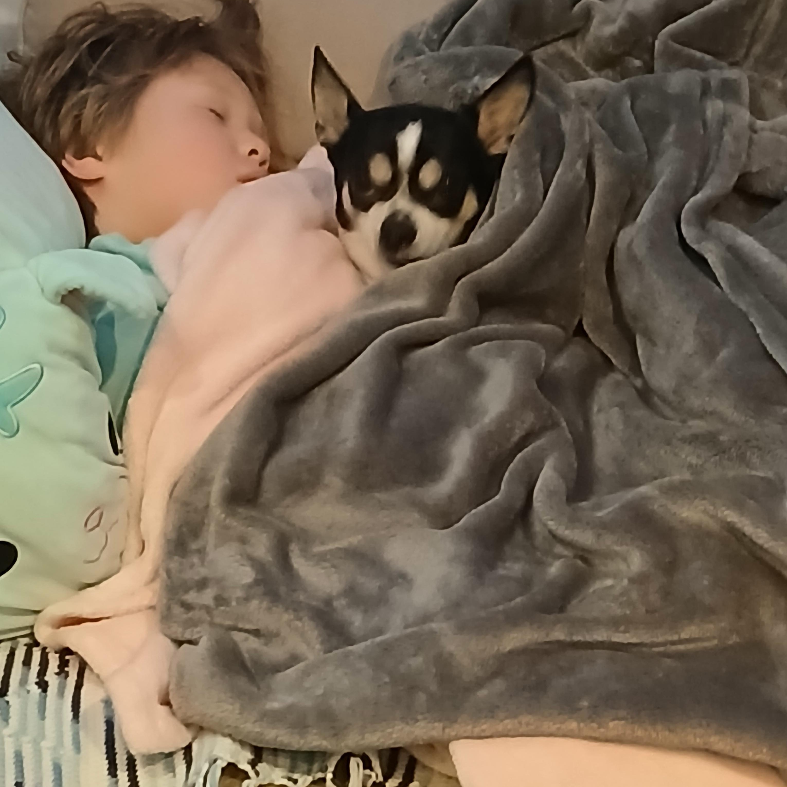 Enlarge Johnny, a Adoptable mixed breed in Haymarket, VA image 5/6