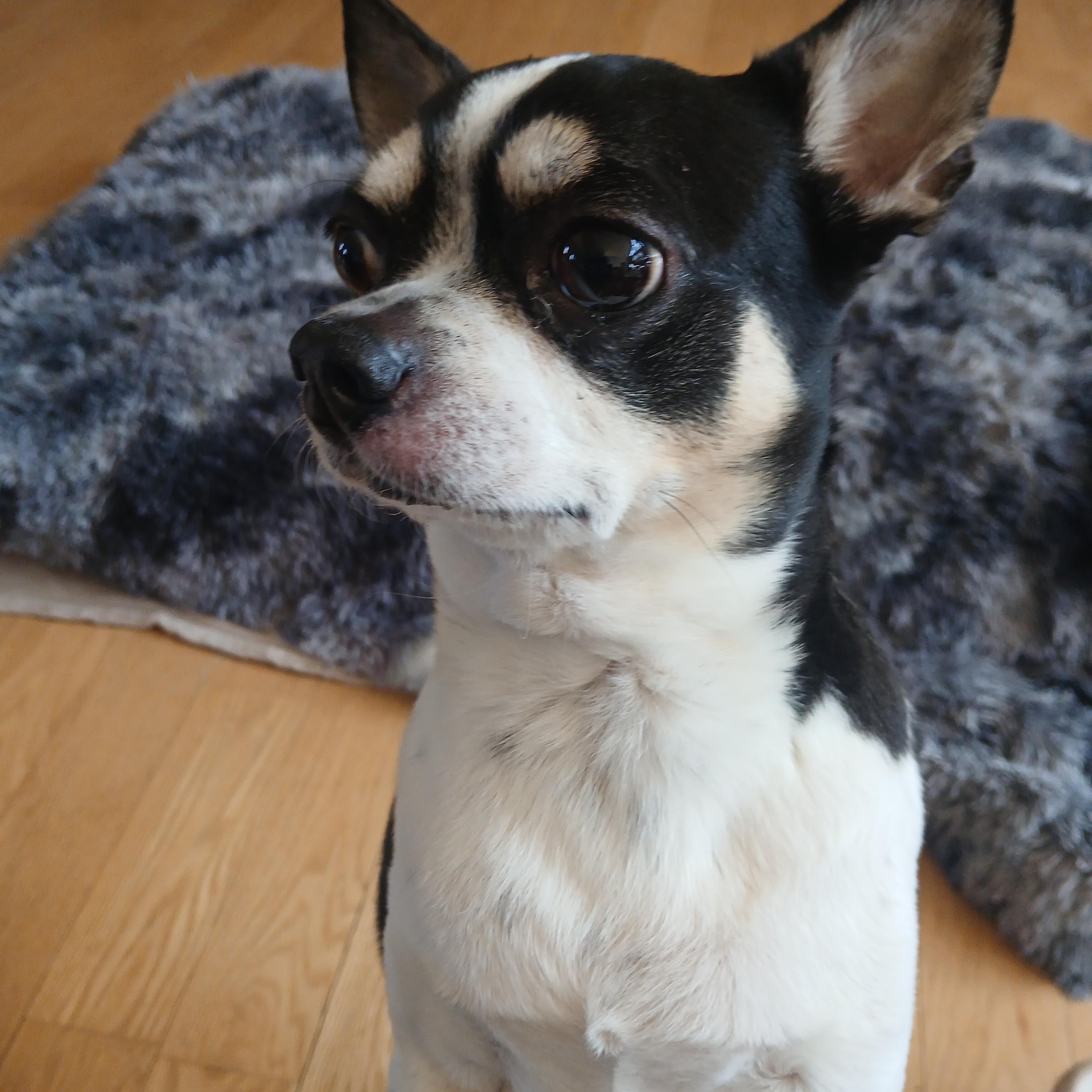 Enlarge Johnny, a Adoptable mixed breed in Haymarket, VA image 1/6