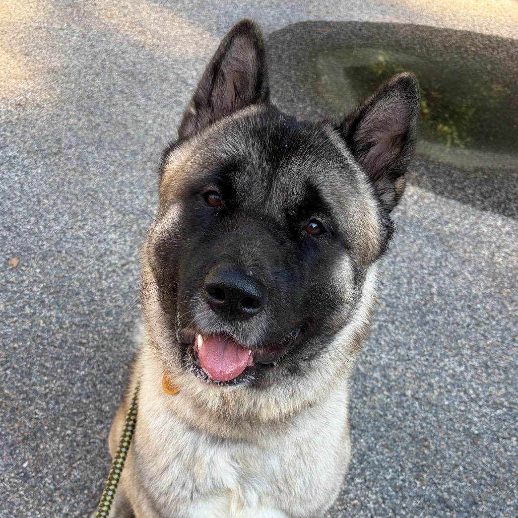 Shogun, Adoptable, Adult Male Akita.
