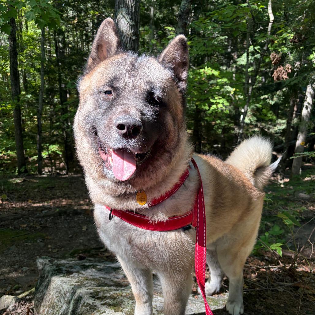 Enlarge Shogun, a Adoptable Akita in Bedford, NH image 2/6