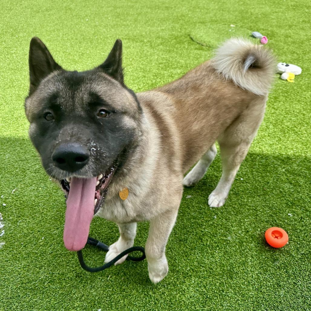 Enlarge Shogun, a Adoptable Akita in Bedford, NH image 2/6