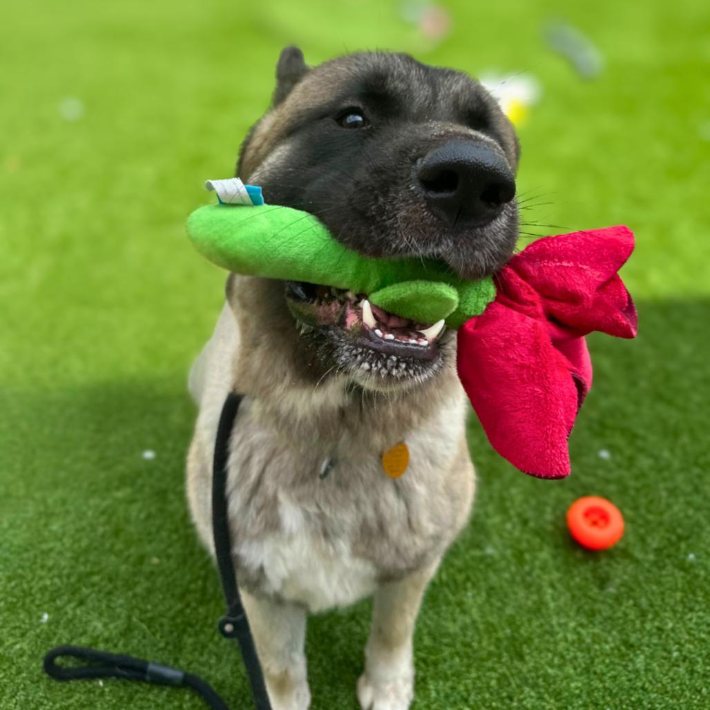 Enlarge Shogun, a Adoptable Akita in Bedford, NH image 3/6