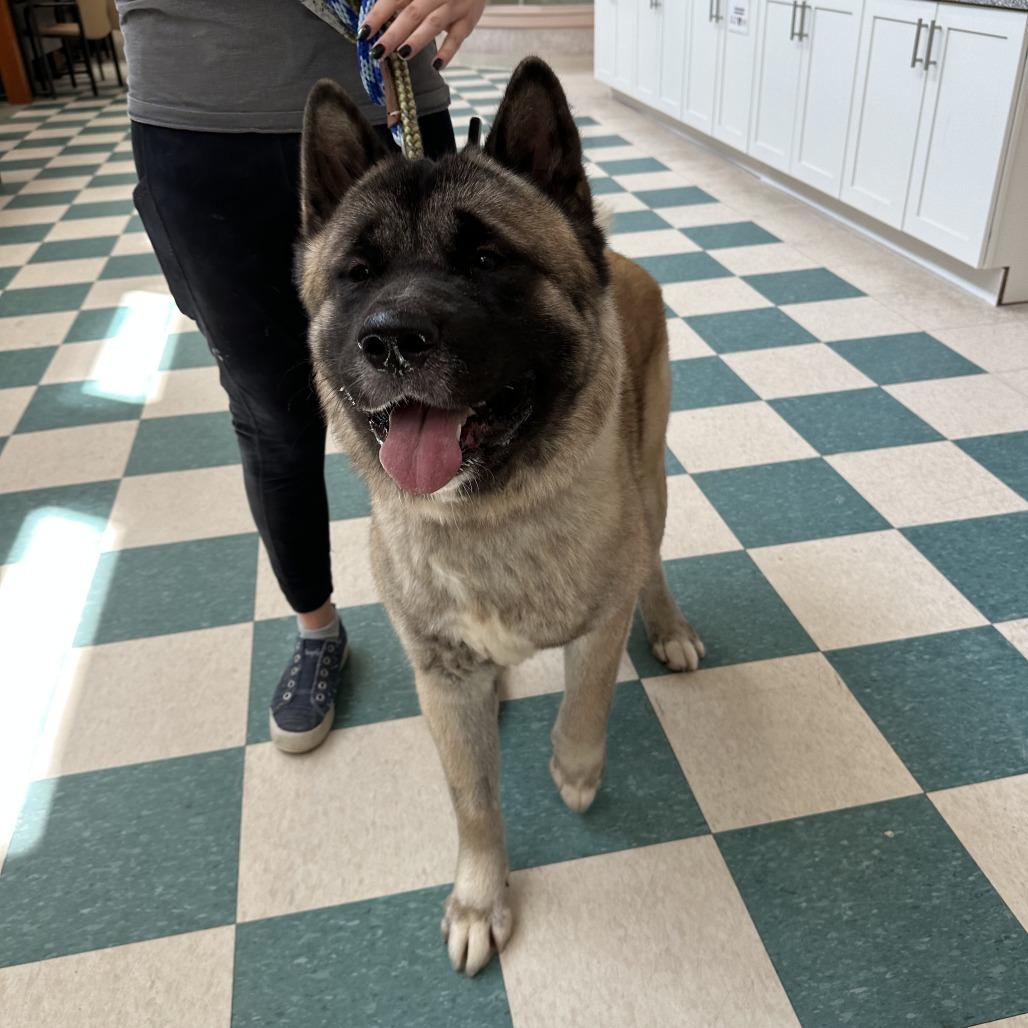 Enlarge Shogun, a Adoptable Akita in Bedford, NH image 4/6